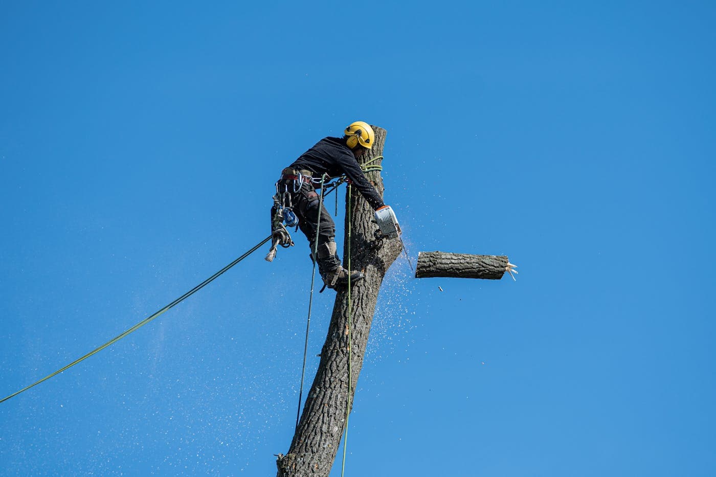 Tree service crew working in New York