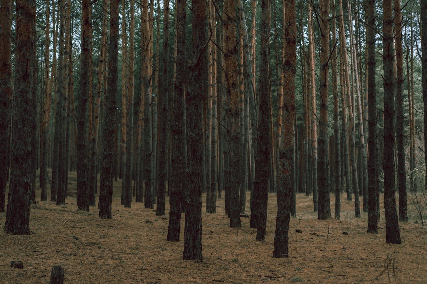 Tree service marketing results in Oregon