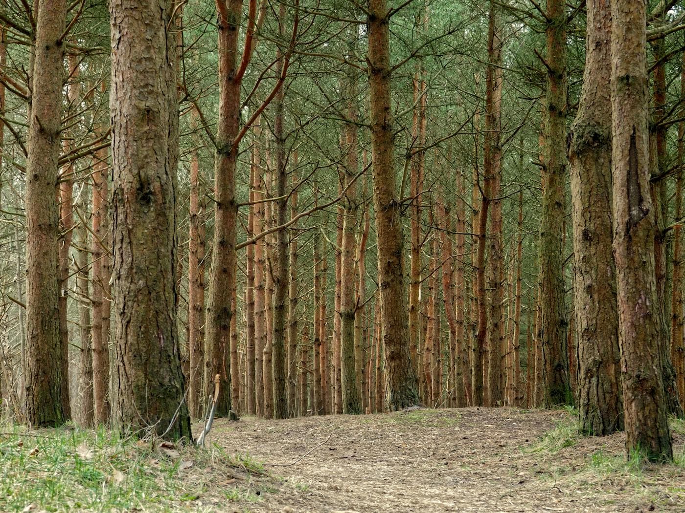 Tree service work in Oregon