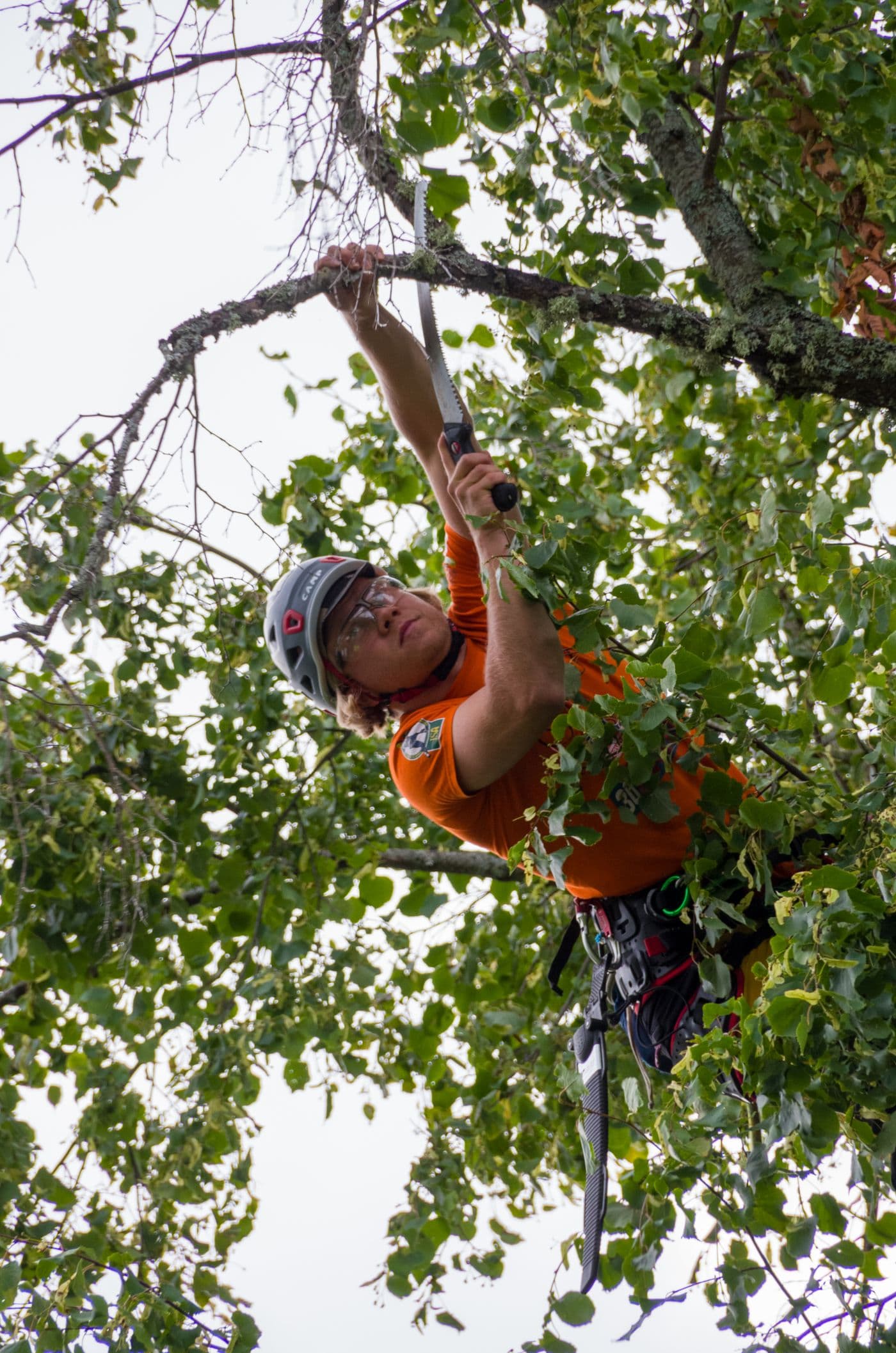 Tree service work in Vermont