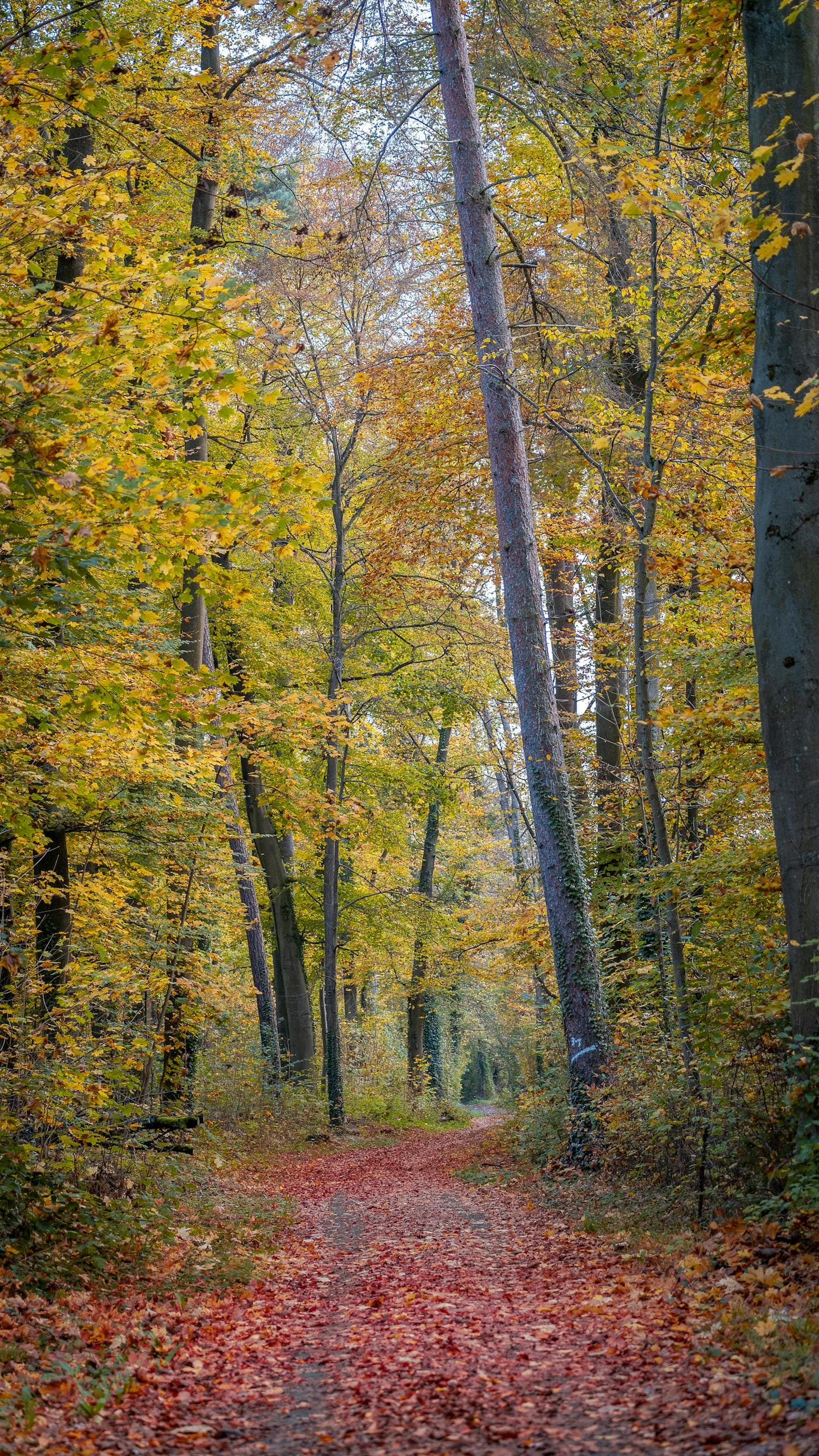 Tree service marketing results in Washington