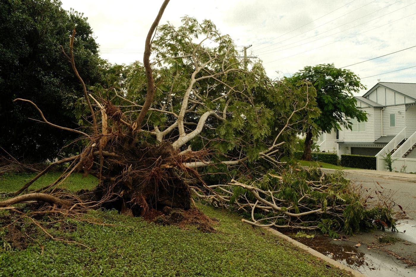 Exclusive tree service territory in Vermont