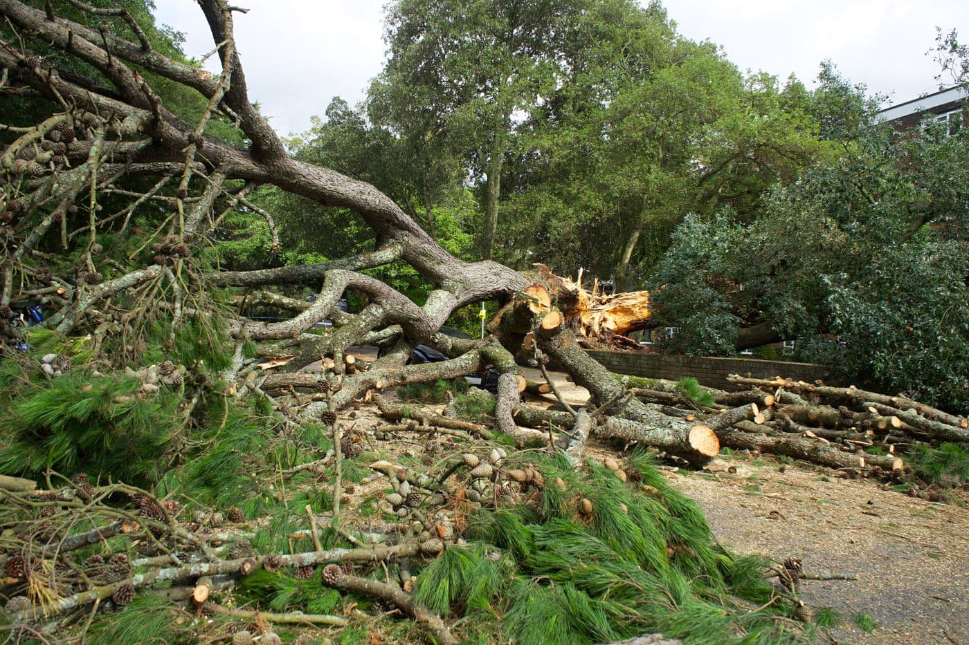 Tree service marketing results in Vermont